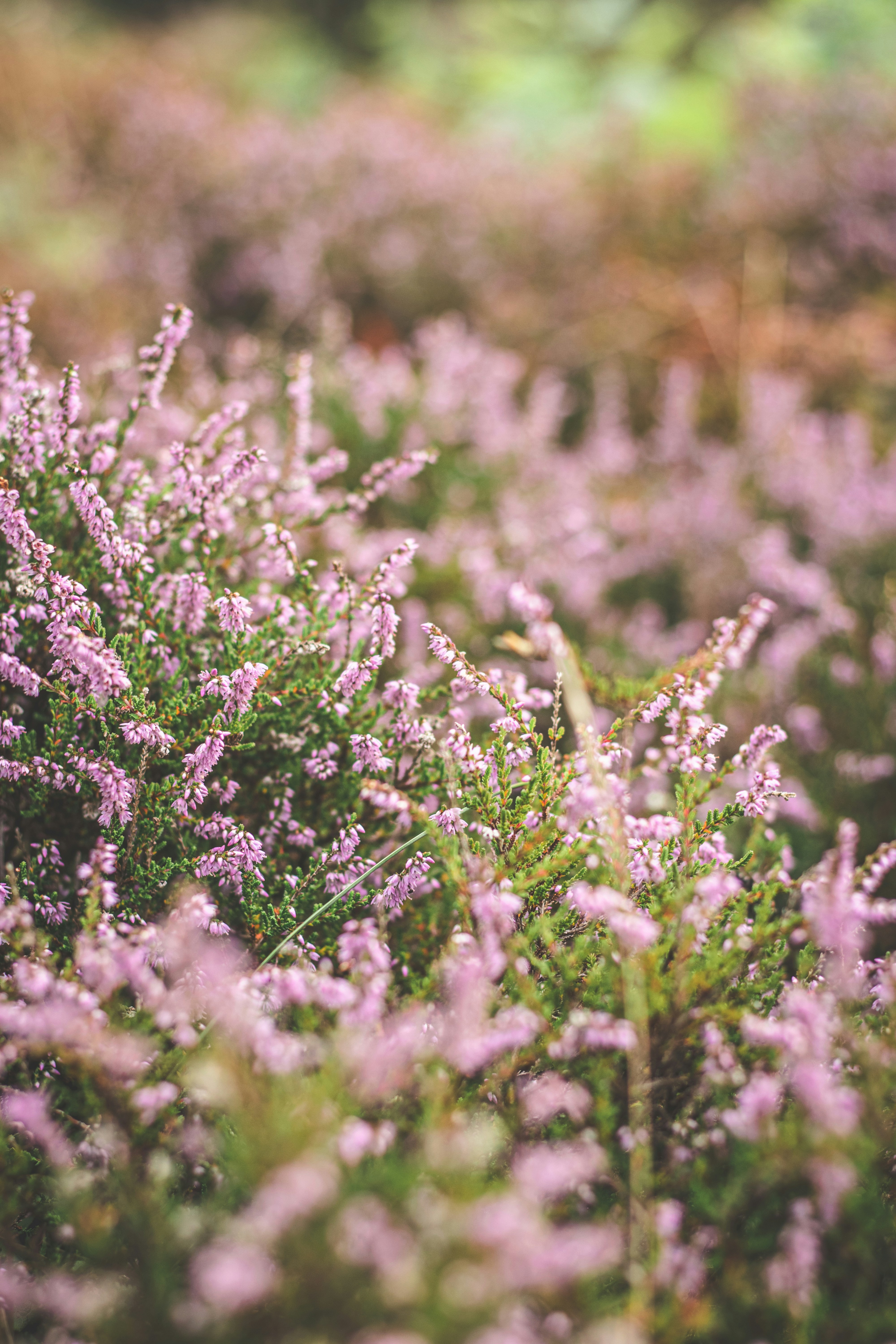 katharina-bornowski-lWXb0Xkma58-unsplash