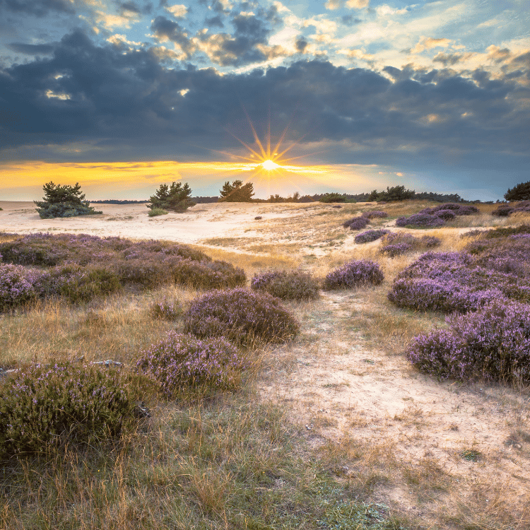 Loft.nl - Veluwe